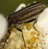 Oedemera sp.